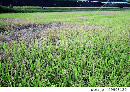 稲の病気の写真素材