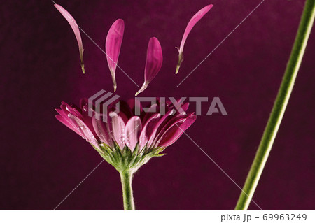 Mini Gerbera Flower 69963249