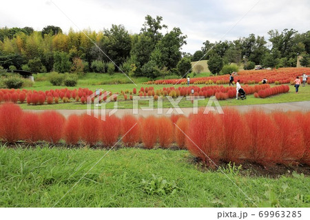 馬見丘陵公園のコキア 馬見丘陵公園のコキア 69963285