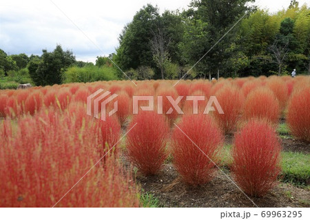 馬見丘陵公園のコキア 馬見丘陵公園のコキア 69963295