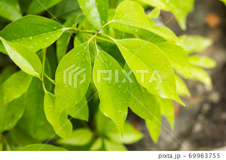 Leaf of Cinnamomum camphora tree 69963755