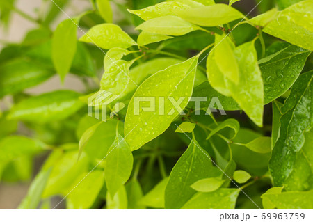 Leaf of Cinnamomum camphora tree Leaf of Cinnamomum camphora tree 69963759