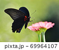 クロアゲハ蝶 69964107