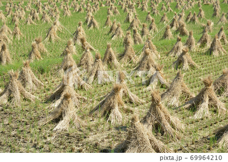 稲の天日干し 69964210