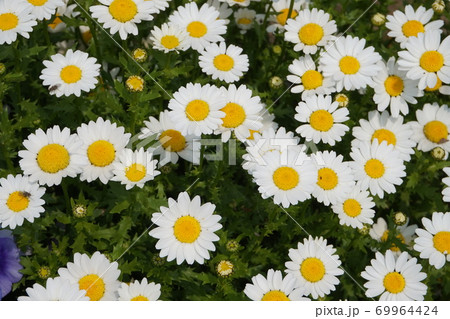 春の花畑 春の花畑 69964424
