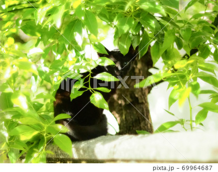 黒い子猫　葉っぱにかくれんぼ 69964687