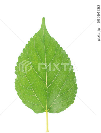 Fresh green mulberry an isolated on white background. Fresh green mulberry an isolated on white background. 69964862