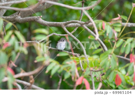 ちょこんと横枝に止まった可愛いコサメビタキ ちょこんと横枝に止まった可愛いコサメビタキ 69965104