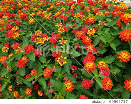 69965757