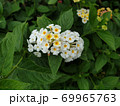 69965763