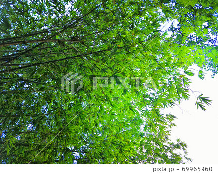 bamboo tree in the garden bamboo tree in the garden 69965960