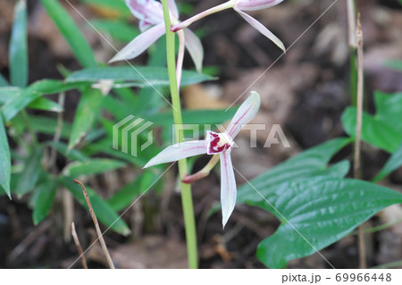 根も葉もない不思議な植物マヤラン（絶滅危惧Ⅱ類）　9月撮影 69966448