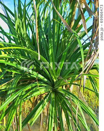ornamental plants in the garden 69966473