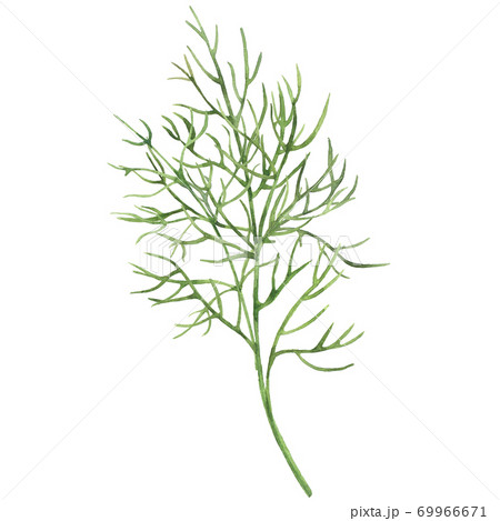 Watercolor green dill Watercolor green dill 69966671
