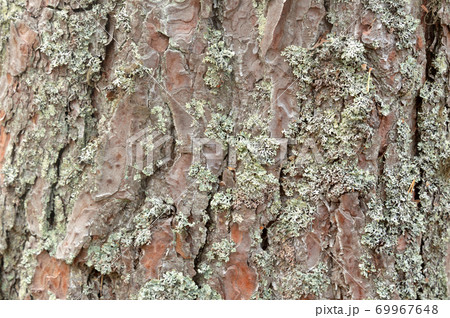 Pine bark with lichen. Pine bark with lichen. 69967648