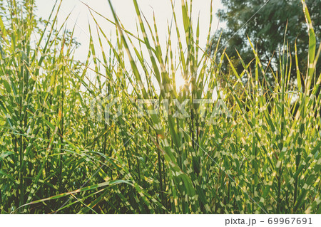 Scenic view Miscanthus Sinensis Strictus Zebrinus leaves in home backyard ornamental garden with green grass lawn and backlit sun lights background. Gardening watering landscaping design concept 69967691