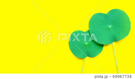 Lotus leaves on yellow background. 69967738