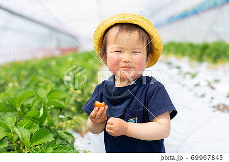 苺狩り 幼児 いちご狩りの写真素材