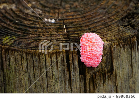 丸太に産み付けれたスクミリンゴガイのピンク色の卵 69968360