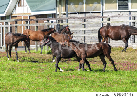 競走馬の牧場 仔馬 イメージ 北海道 競走馬の牧場 仔馬 イメージ 北海道 69968448