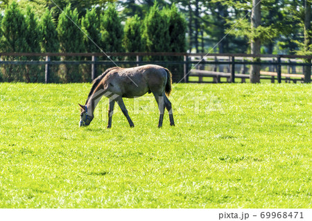 競走馬の牧場　仔馬　イメージ　北海道 69968471