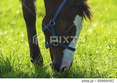 競走馬の牧場 仔馬 イメージ 北海道 競走馬の牧場 仔馬 イメージ 北海道 69968482