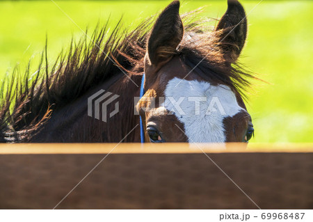 競走馬の牧場 仔馬 イメージ 北海道 競走馬の牧場 仔馬 イメージ 北海道 69968487