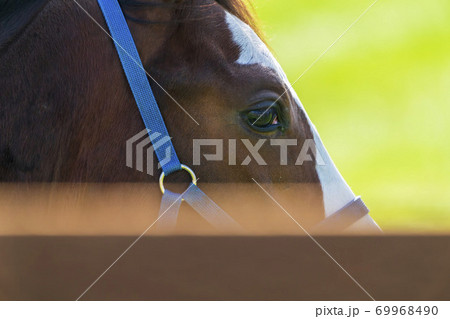 競走馬の牧場 仔馬 イメージ 北海道 競走馬の牧場 仔馬 イメージ 北海道 69968490