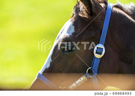 競走馬の牧場 仔馬 イメージ 北海道 競走馬の牧場 仔馬 イメージ 北海道 69968493