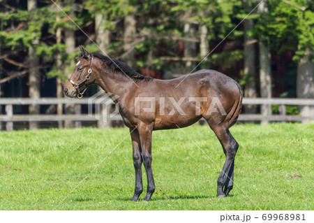 競走馬の牧場　仔馬　イメージ　北海道 69968981