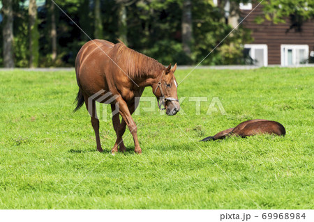競走馬の牧場 仔馬 イメージ 北海道 競走馬の牧場 仔馬 イメージ 北海道 69968984