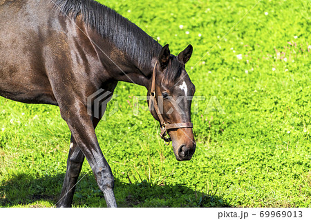 競走馬の牧場 仔馬 イメージ 北海道の写真素材