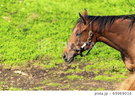 競走馬の牧場　仔馬　イメージ　北海道 69969016