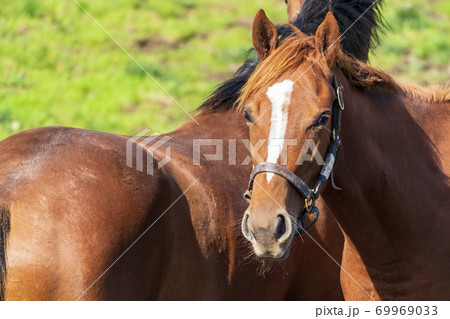 競走馬の牧場　仔馬　イメージ　北海道 69969033