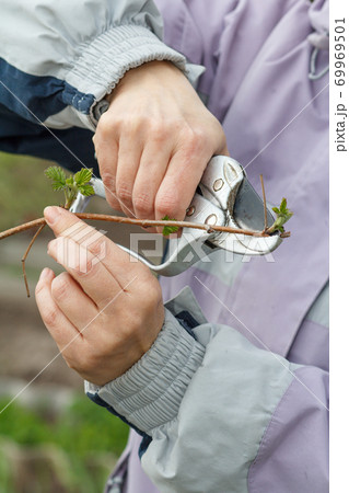 Female farmer with pruner shears the tips of raspberry bush Female farmer with pruner shears the tips of raspberry bush 69969501