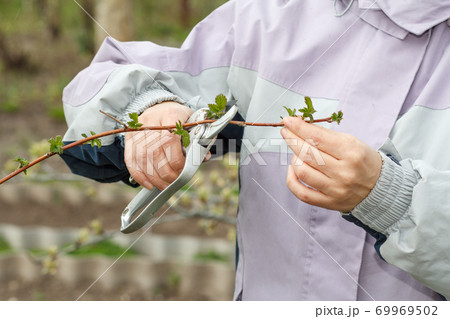 Female farmer with pruner shears the tips of raspberry bush Female farmer with pruner shears the tips of raspberry bush 69969502
