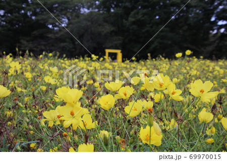 華やかな黄色いレモンブライトの花畑と不思議な世界への扉の写真素材