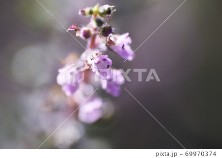 シソの花 シソの花 69970374
