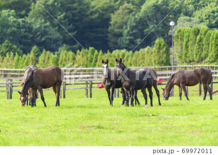競走馬の牧場　仔馬　イメージ　北海道 69972011