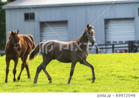 競走馬の牧場　仔馬　イメージ　北海道 69972046