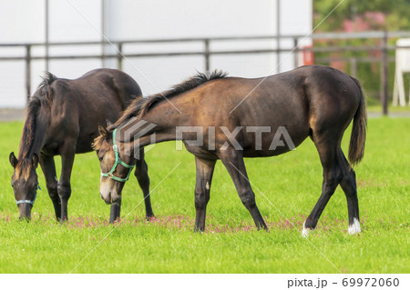 競走馬の牧場　仔馬　イメージ　北海道 69972060