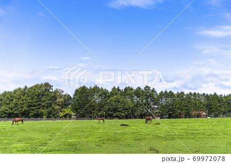 競走馬の牧場 仔馬 イメージ 北海道 競走馬の牧場 仔馬 イメージ 北海道 69972078