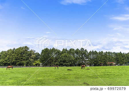 競走馬の牧場 仔馬 イメージ 北海道 競走馬の牧場 仔馬 イメージ 北海道 69972079