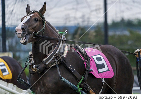 ナイターのばんえい競馬 イメージ 帯広競馬場 ナイターのばんえい競馬 イメージ 帯広競馬場 69972093