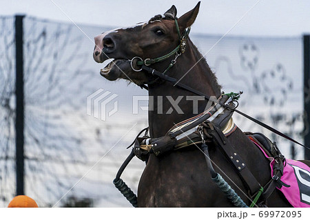 ナイターのばんえい競馬　イメージ　帯広競馬場　 69972095