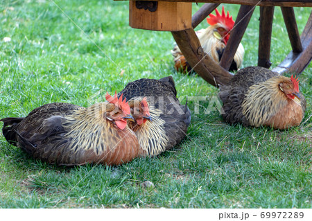 The cock with the hens relaxed side by side on farmyard.  69972289