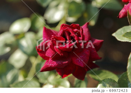 荒尾市 おもやい市民花壇 バラの花、 荒尾市 おもやい市民花壇 バラの花、 69972423
