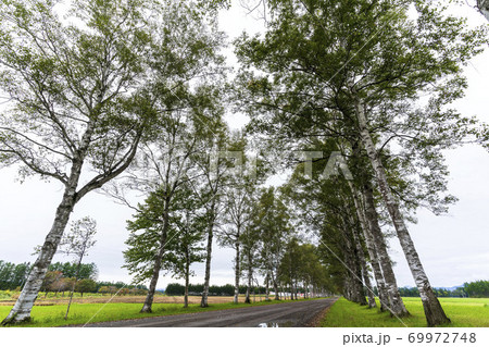 十勝牧場 白樺並木道 北海道音更町 十勝牧場 白樺並木道 北海道音更町 69972748