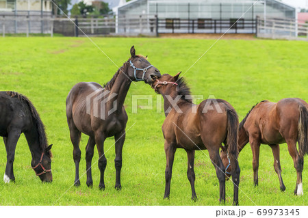 夕暮れの競走馬の牧場 夜間放牧の仔馬 イメージ 北海道 夕暮れの競走馬の牧場 夜間放牧の仔馬 イメージ 北海道 69973345