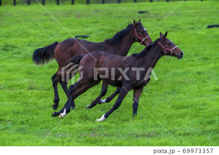 夕暮れの競走馬の牧場 夜間放牧の仔馬 イメージ 北海道 夕暮れの競走馬の牧場 夜間放牧の仔馬 イメージ 北海道 69973357